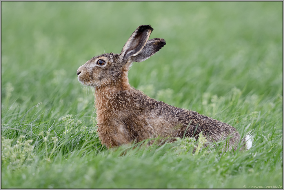 die Nase im Wind...  Feldhase *Lepus europaeus* ganz aufmerksam