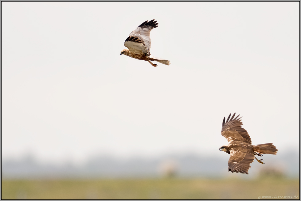 gemeinsam... Rohrweihe *Circus aeruginosus* , Männchen und Weibchen im Flug