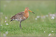 zwischen Gänseblümchen... Uferschnepfe *Limosa limosa* im Frühling