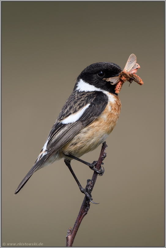 Zimtbären im Schnabel... Schwarzkehlchen *Saxicola torquata*, Männchen mit reicher Beute