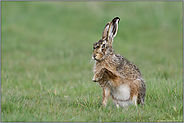 Gib' Pfötchen... Feldhase *Lepus europaeus*