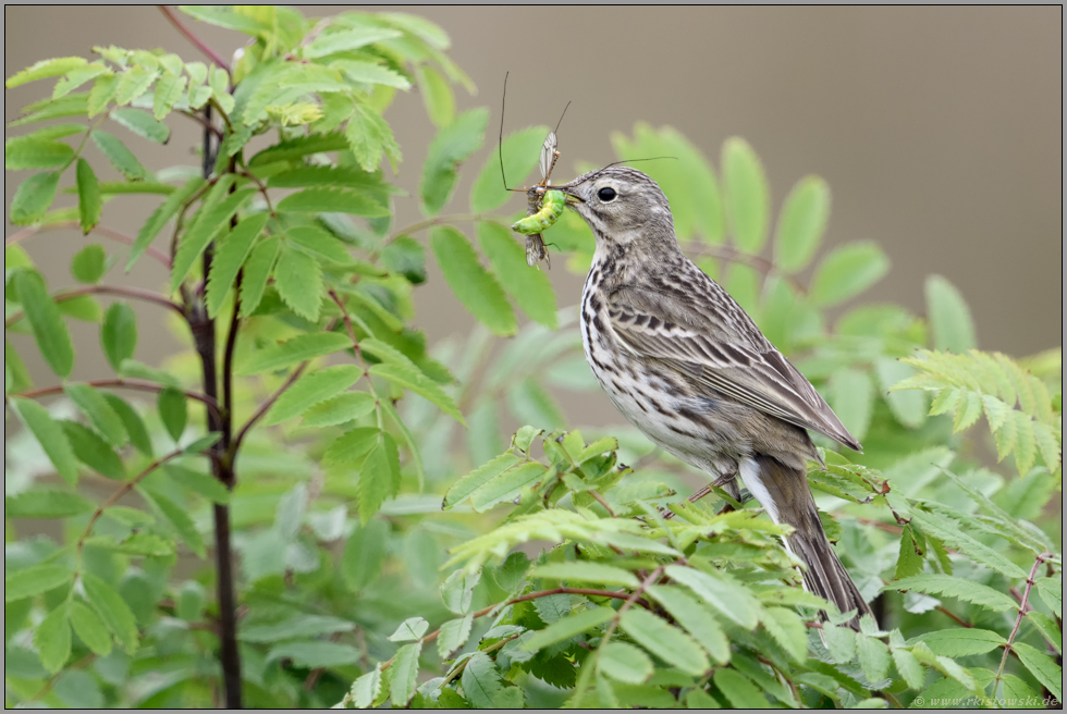 Insektenjäger... Wiesenpieper *Anthus pratensis* nach erfolgreicher Jagd