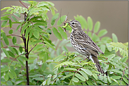 Insektenjäger... Wiesenpieper *Anthus pratensis* nach erfolgreicher Jagd