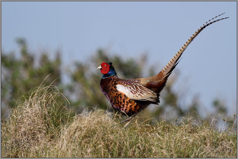 Tanz auf dem Hügelkamm... Jagdfasan *Phasianus colchicus*