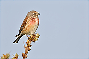 stiller Beobachter... Bluthänfling *Carduelis cannabina*