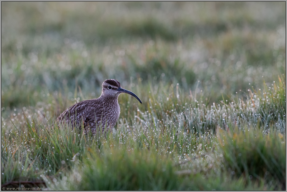 im taunassen Gras sitzend... Regenbrachvogel *Numenius phaeopus*