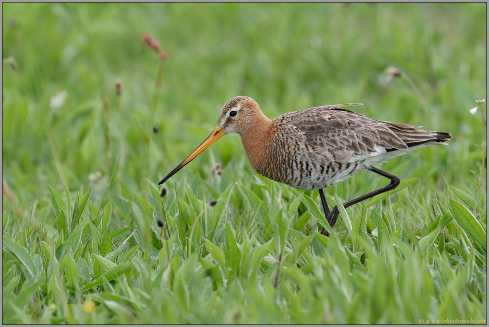 bei der Nahrungssuche... Uferschnepfe *Limosa limosa*