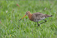 bei der Nahrungssuche... Uferschnepfe *Limosa limosa*