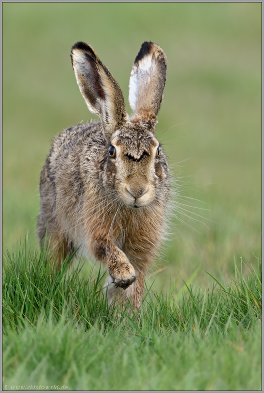 im Anmarsch... Feldhase *Lepus europaeus* läuft frontal auf die Kamera zu