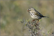 Futter im Schnabel... Wiesenpieper *Anthus pratensis* auf dem Weg zum Nachwuchs