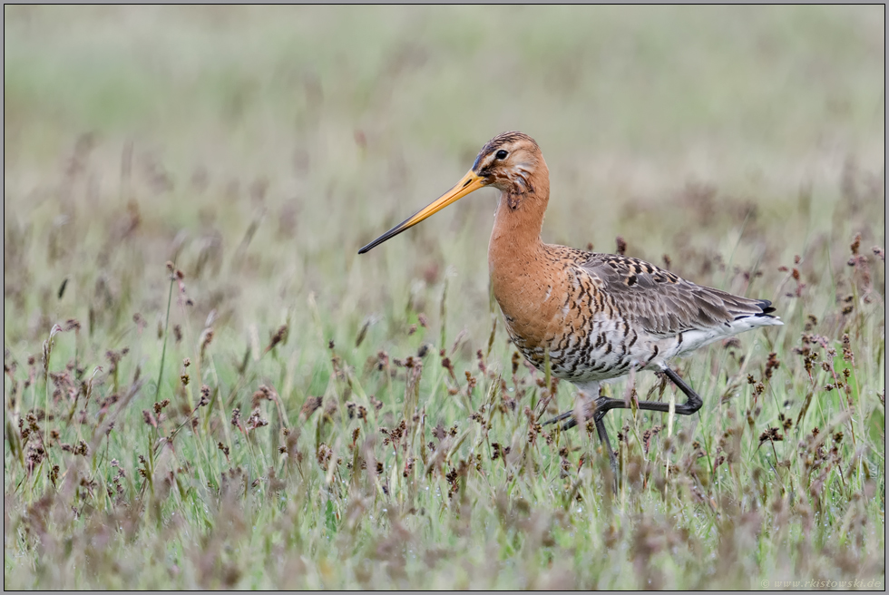 in nassen Wiesen... Uferschnepfe *Limosa limosa* im typischen Lebensraum