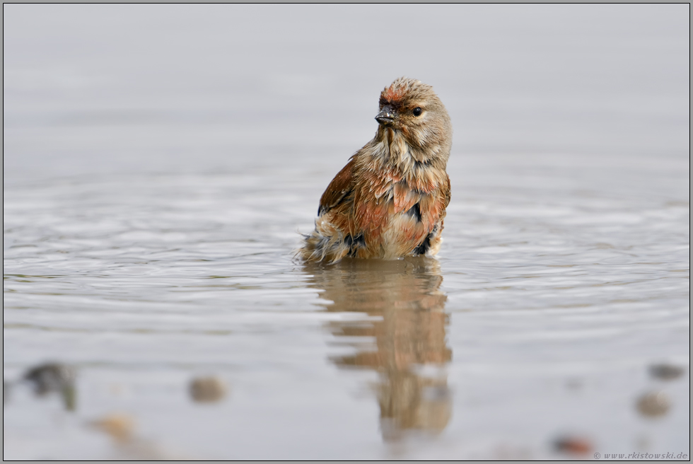 beim Bad... Bluthänfling *Carduelis cannabina* in einer natürlichen Pfütze