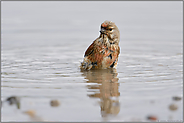 beim Bad... Bluthänfling *Carduelis cannabina* in einer natürlichen Pfütze