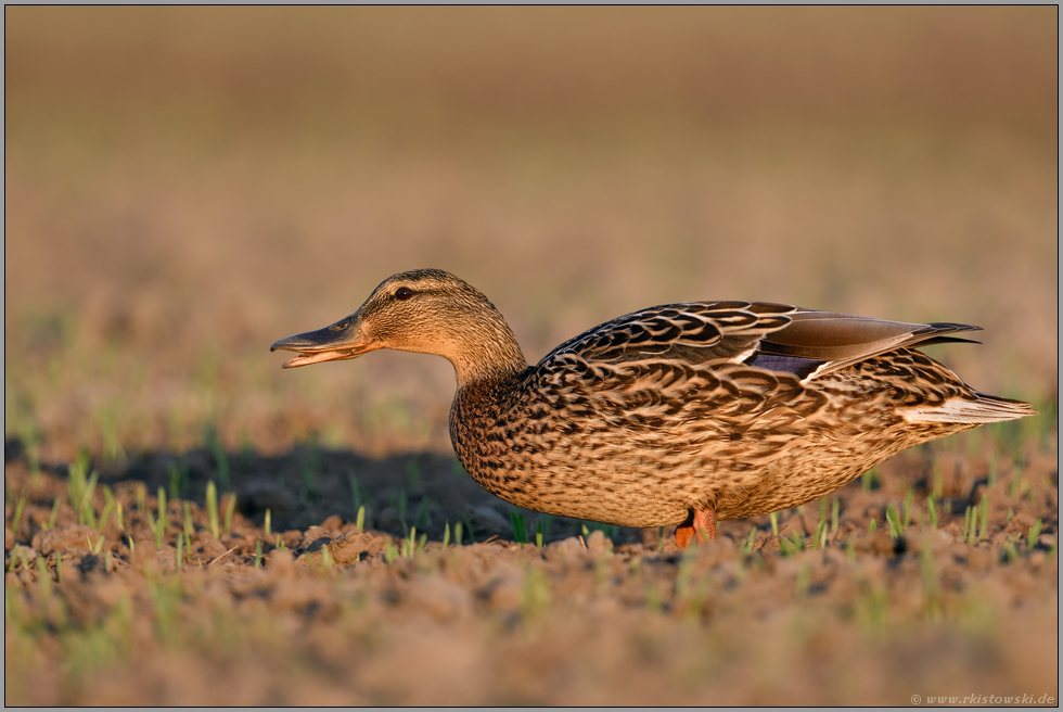 Abends, wenn es dunkel wird... Stockente *Anas platyrhynchos*, weiblich, frisst sich auf einem Feld satt