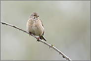 das Weibchen... Bluthänfling *Carduelis cannabina* sitzt auf einer mit Dornen bewehrten Ranke