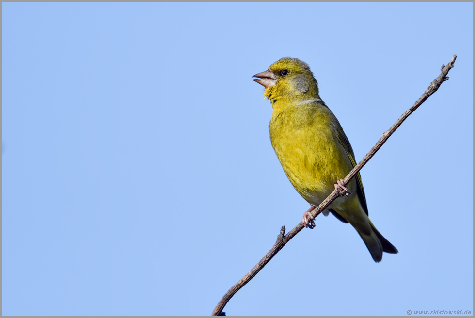 singend... Grünfink *Carduelis chloris*