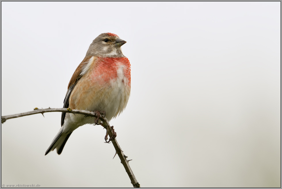 auf dem höchsten Ast... Bluthänfling *Carduelis cannabina* im Prachtkleid