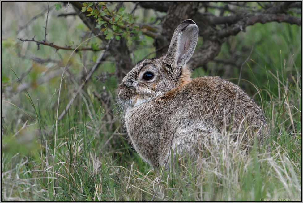 gut geschützt... Wildkaninchen *Oryctolagus cuniculus* sitzt / hockt unter einem Busch