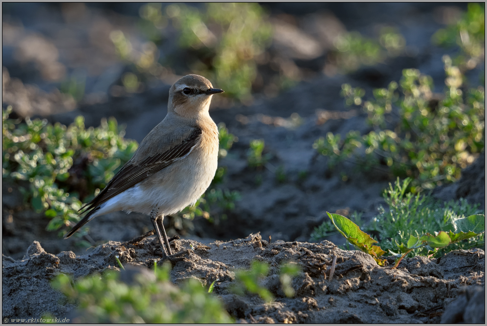 rastend auf einem Acker... Steinschmätzer *Oenanthe oenanthe* während des Vogelzuges im Frühjahr