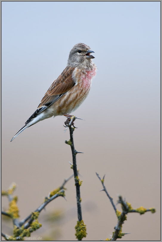 früher Morgengesang... Bluthänfling *Carduelis cannabina* singt auf der Spitze eines Dornenbusches