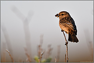 im Abendlicht... Schwarzkehlchen *Saxicola torquata*, Fütterungsverhalten