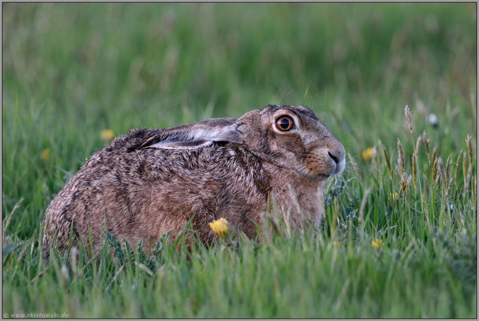 geduckt im Gras... Feldhase *Lepus europaeus* hockt in einer Wiese