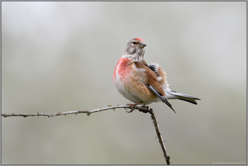 in Pose... Bluthänfling *Carduelis cannabina*, Männchen modelt vor der Kamera