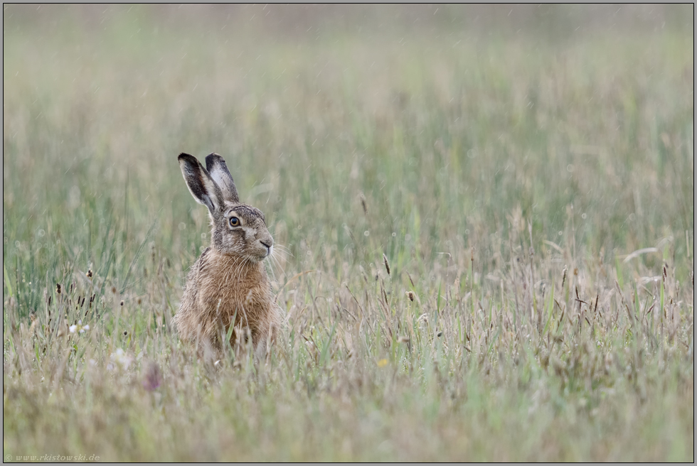 Häslein in der Wiese... Feldhase *Lepus europaeus* trotzt dem widrigen Wetter