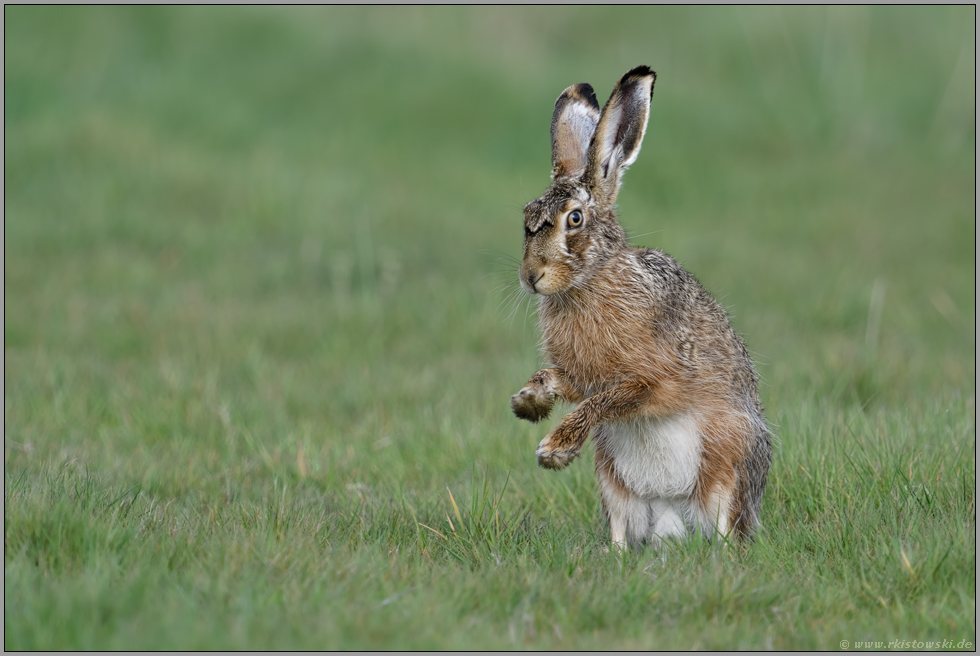 trommelnd... Feldhase *Lepus europaeus*