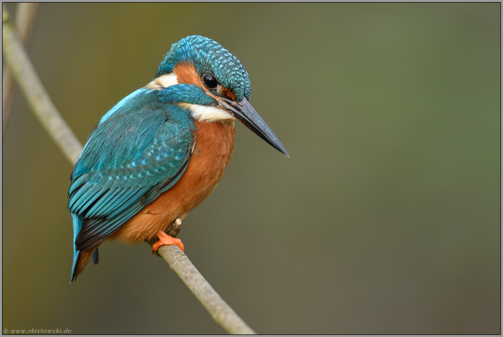 früh am Morgen... Eisvogel *Alcedo atthis*, Männchen bei der Jagd