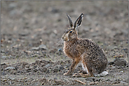 grau in grau, doch der Frühling ist nicht weit... Feldhase *Lepus europaeus*