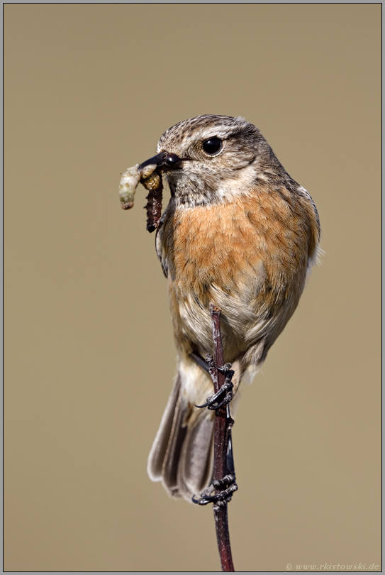 dicker Fang... Schwarzkehlchen *Saxicola torquata*, Weibchen mit erbeuteten Raupen im Schnabel