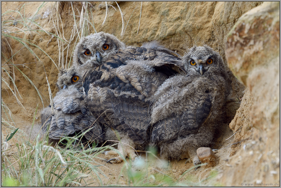 drei Jungvögel... Europäischer Uhu *Bubo bubo* im Tagversteck