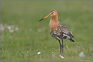 Frühheimkehrer... Uferschnepfe *Limosa limosa* auf einer Frühlingswiese