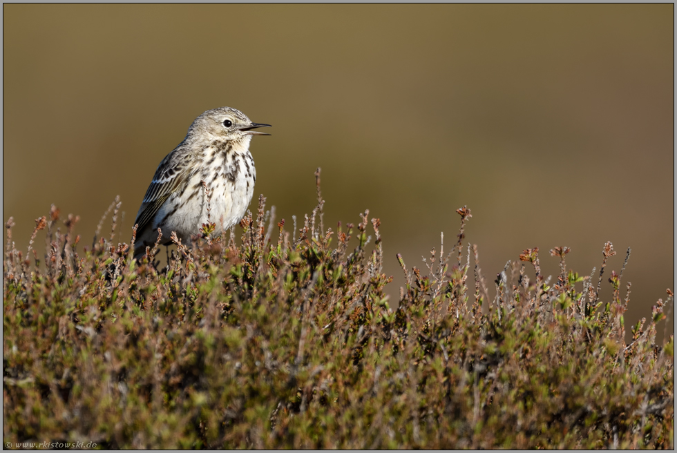 in der Heide... Wiesenpieper *Anthus pratensis* singt auf einem Heide-Busch