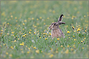 mitten in der Blumenwiese... Feldhase *Lepus europaeus* sitzt inmitten von blühendem Löwenzahn