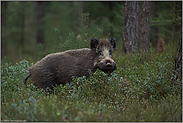 im dichten Unterholz... Wildschwein *Sus scrofa*, Bache im Frühjahr