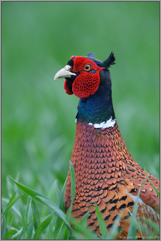 der Hahn... Jagdfasan  *Phasianus colchicus *, Kopfportrait im Getreidefeld