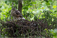 Nistzeit... Sperber *Accipiter nisus*, Sperberweibchen auf ihrem fertigen Nest