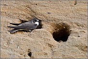 beringt... Uferschwalbe *Riparia riparia* trägt Vogelwartenring