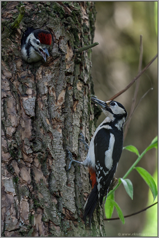 an der Bruthöhle... Buntspecht *Dendrocopos major*, Altvogel gemeinsam mit Jungvogel