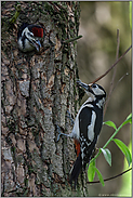 an der Bruthöhle... Buntspecht *Dendrocopos major*, Altvogel gemeinsam mit Jungvogel