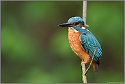 am Flussufer... Eisvogel *Alcedo atthis*, männlicher Altvogel im Frühjahr