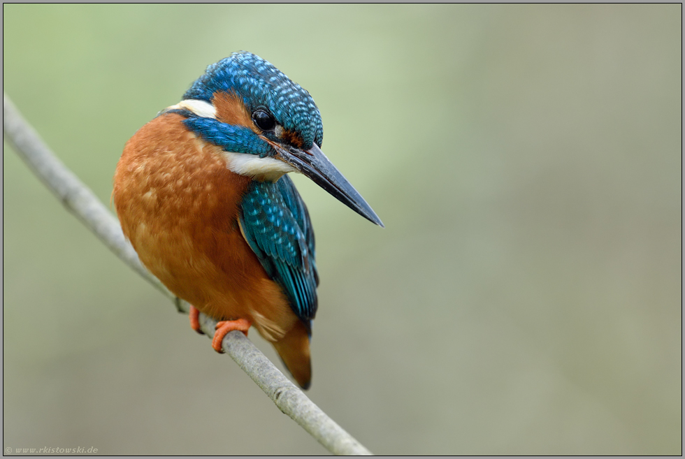 auf der Jagd... Eisvogel *Alcedo atthis*