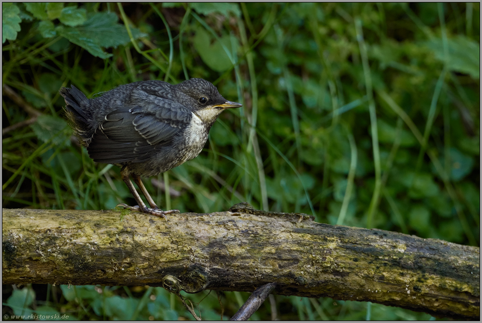 Anfang Mai... Wasseramsel *Cinclus cinclus*, flügger Jungvogel