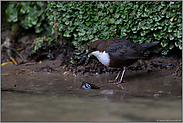 heimlich... Wasseramsel *Cinclus cinclus* auf Nahrungssuche im Uferbereich