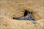 aufmerksam beobachtend... Europäischer Uhu *Bubo bubo*, Altvogel, Uhu-Weibchen sitzt auf Gelege