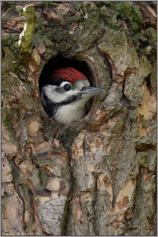 in der Bruthöhle... Buntspecht *Dendrocopos major*, Jungvogel, junges Männchen