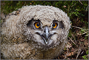 ziemlich dicht d'ran... Europäischer Uhu *Bubo bubo*, Jungvogel sitzt auf dem Waldboden