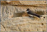 in der Sandwand... Uferschwalbe *Riparia riparia*, Seitenansicht